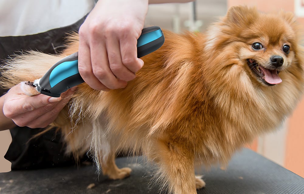 Oneisall DTJ-002 kisállat trimmer 1